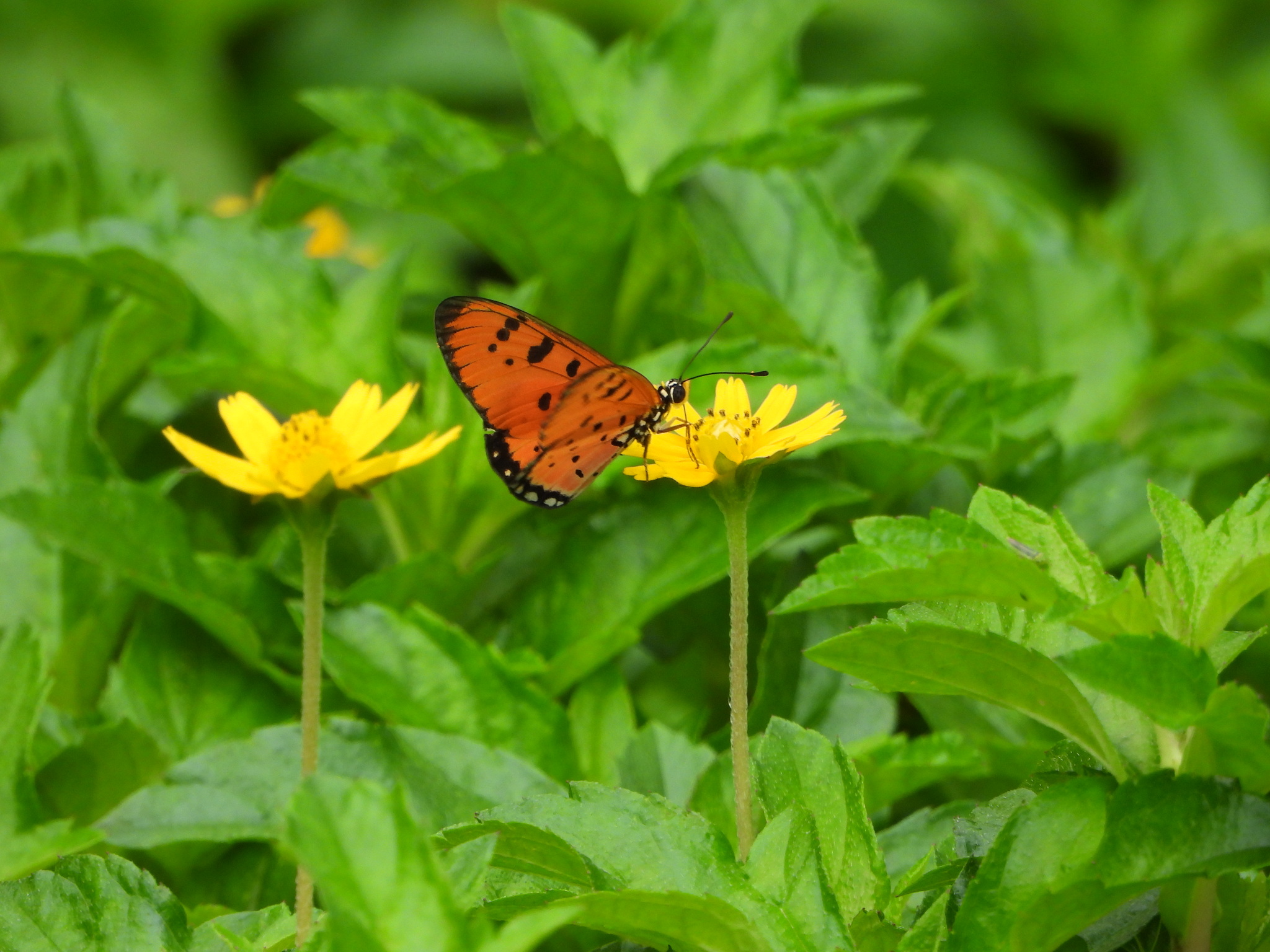 Tawny Coster