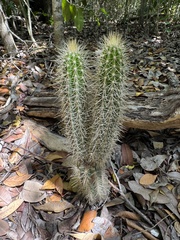 Pilosocereus robinii, photograph (c) Jason K., some rights reserved (CC BY)