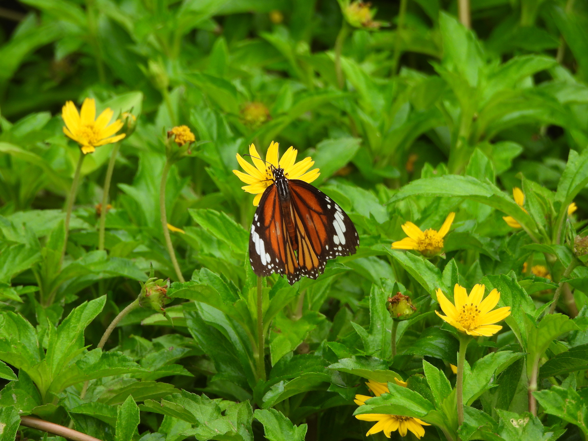 Striped Tiger