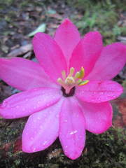 Passiflora cuatrecasasii