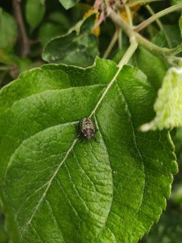 Raudonkojė skydblakė