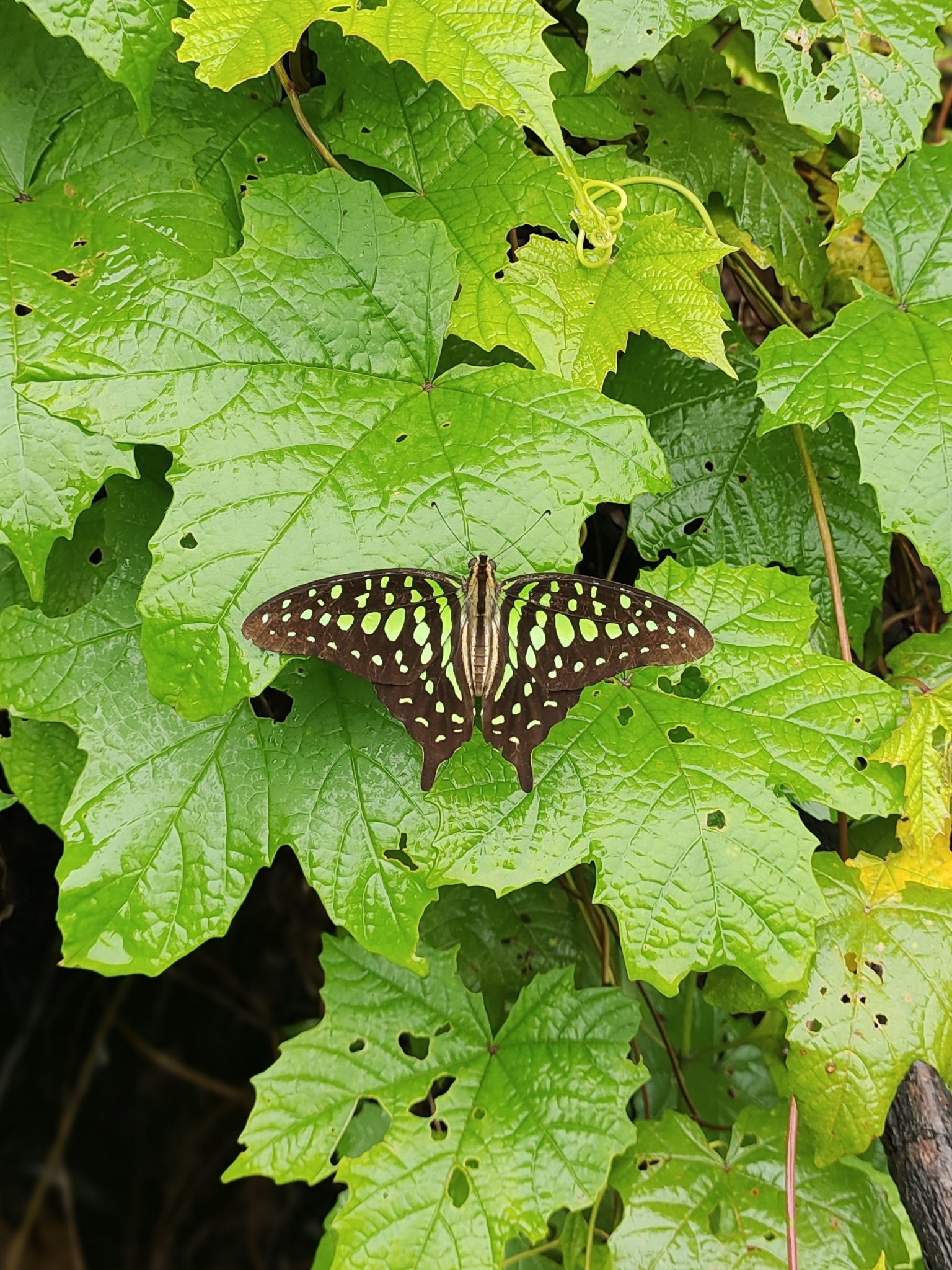 Tailed Jay