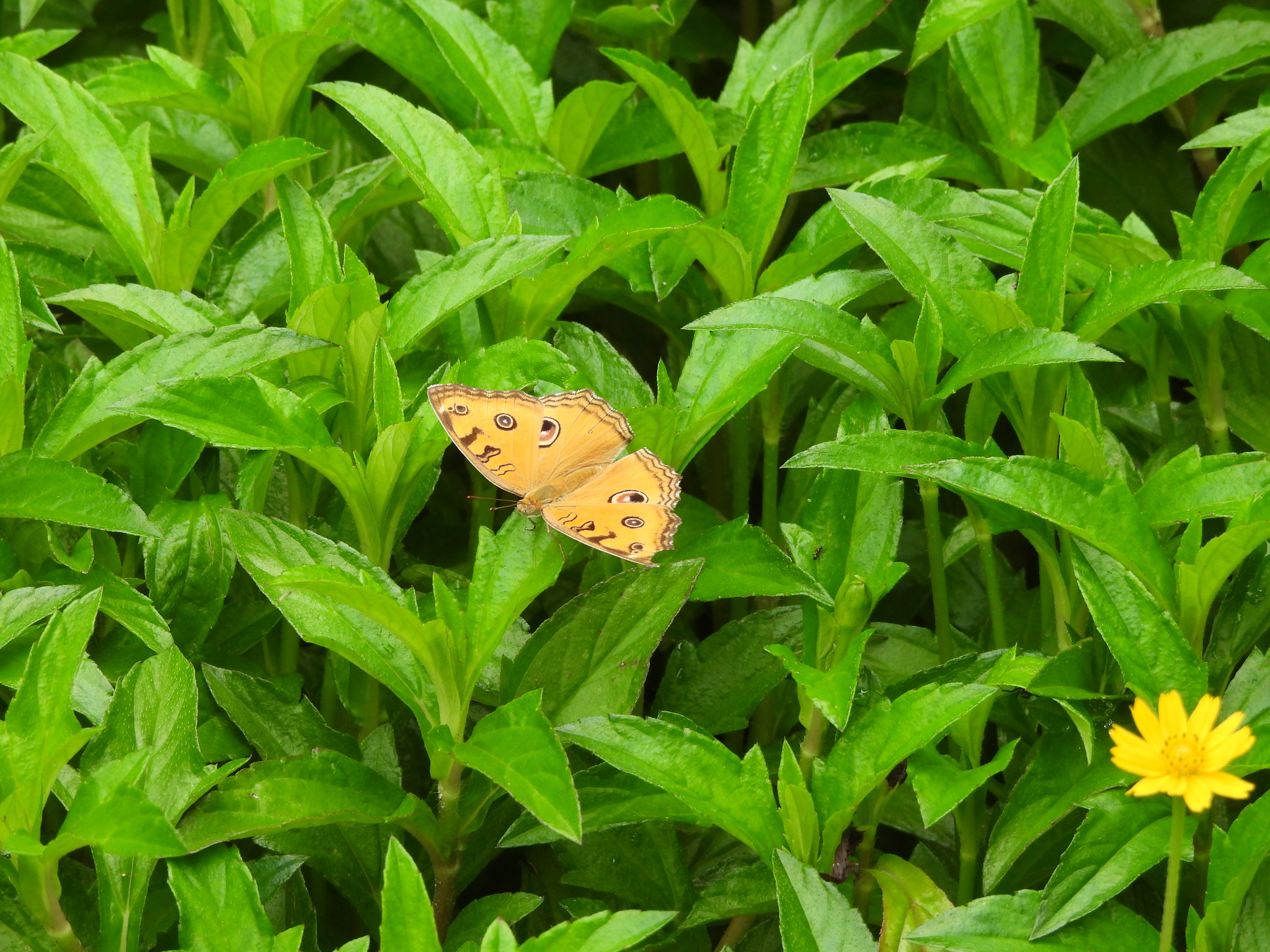 Peacock Pansy