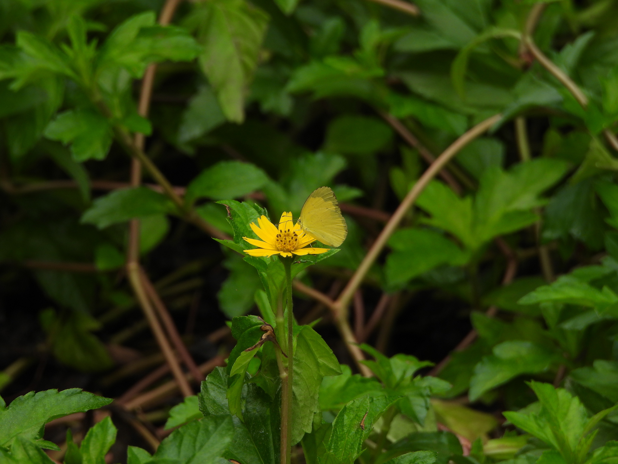 Common Grass Yellow