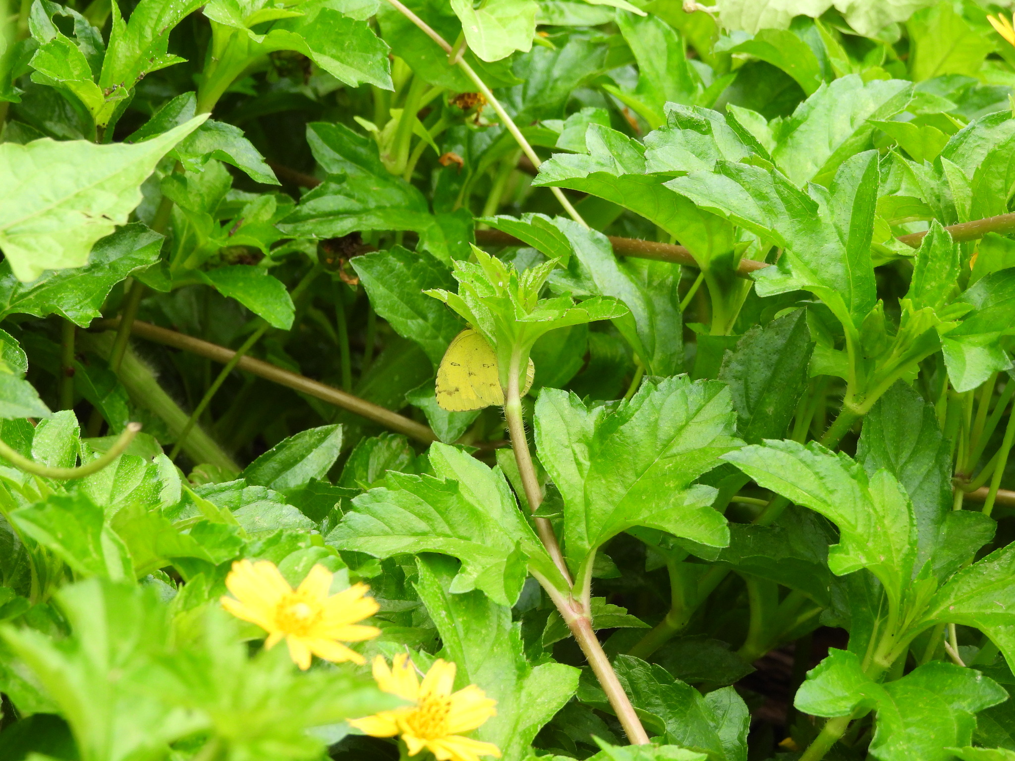 Common Grass Yellow