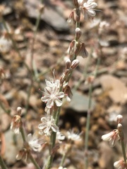 Eriogonum panamintense