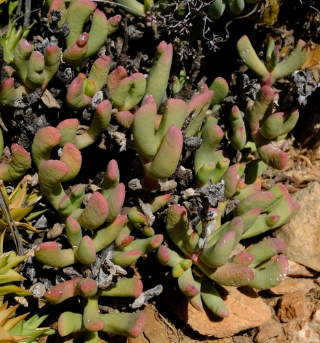 Hereroa joubertii L.Bolus