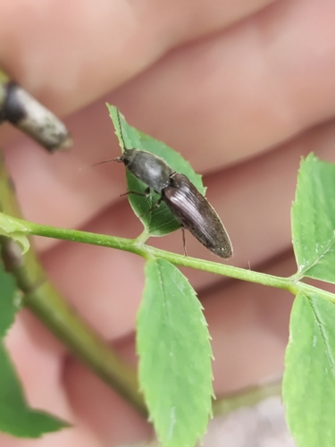 Rusvapilvis laukaspragšis