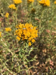 Chrysothamnus viscidiflorus viscidiflorus