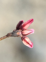 Eriogonum eremicola