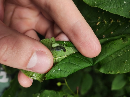 Bervidinis Straubliukas