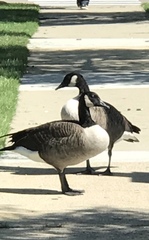 Branta canadensis