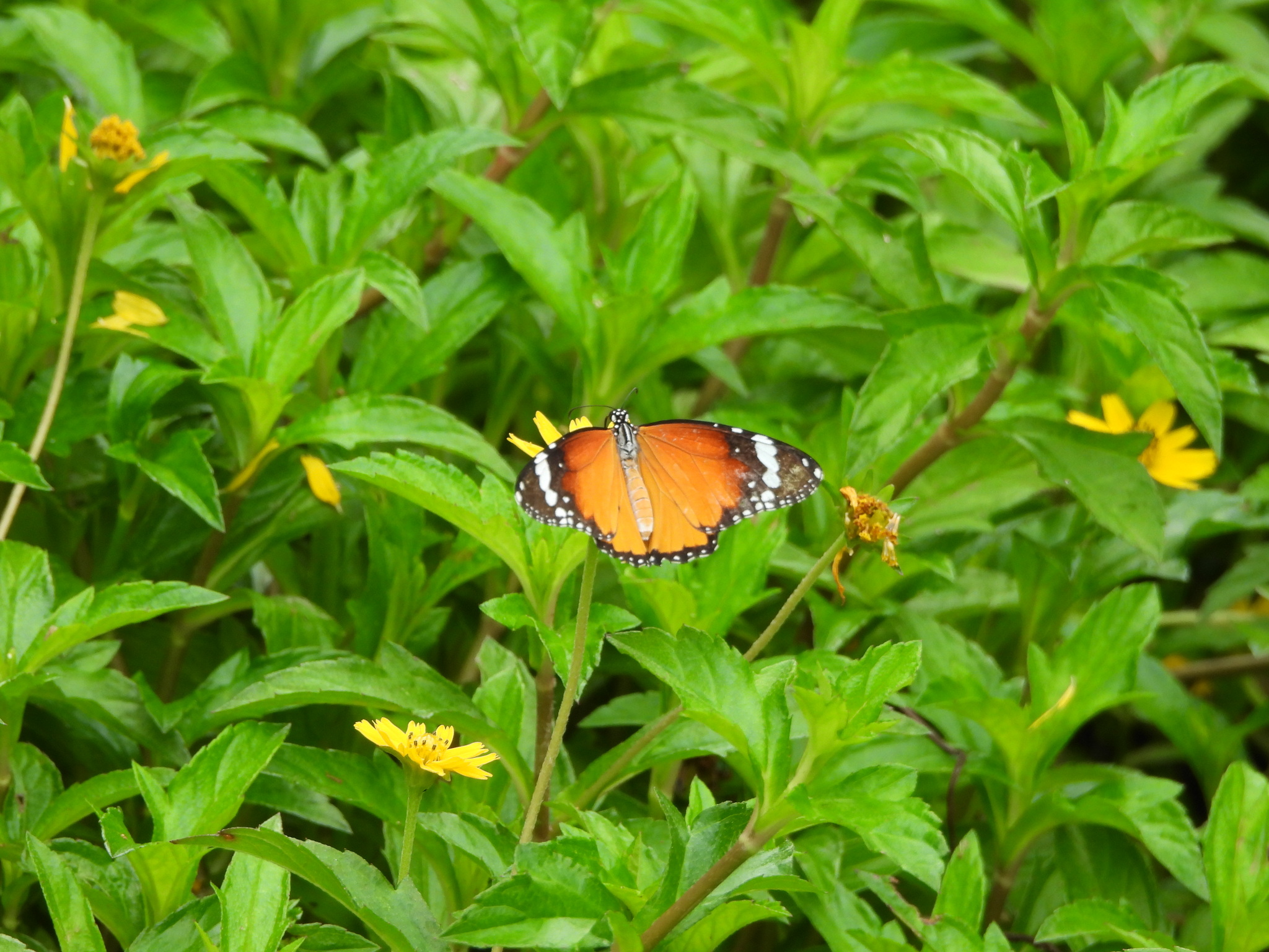 Plain Tiger