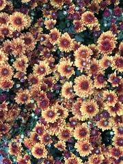 Asteroideae