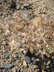 Astragalus gilmanii