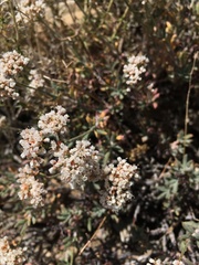 Eriogonum microtheca panamintense