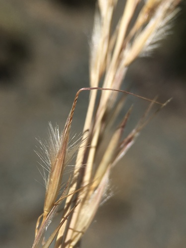 Image of Eriocoma parishii by (c) Matt Berger, some rights reserved (CC BY)