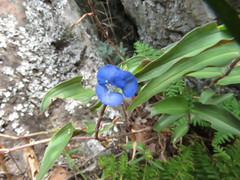 Commelina texcocana