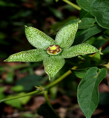 Gonolobus incerianus