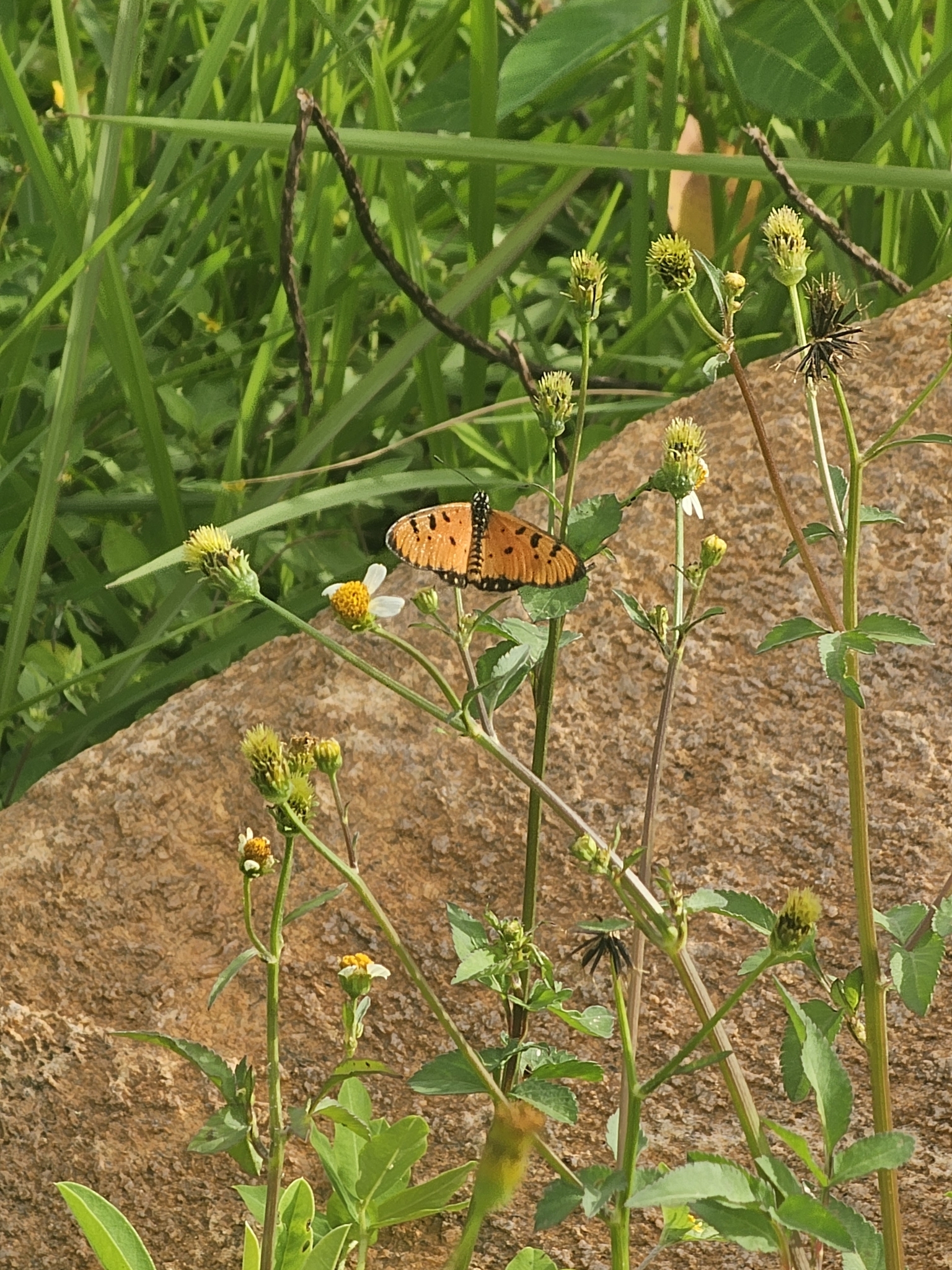 Tawny Coster