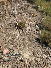 Lupinus magnificus magnificus
