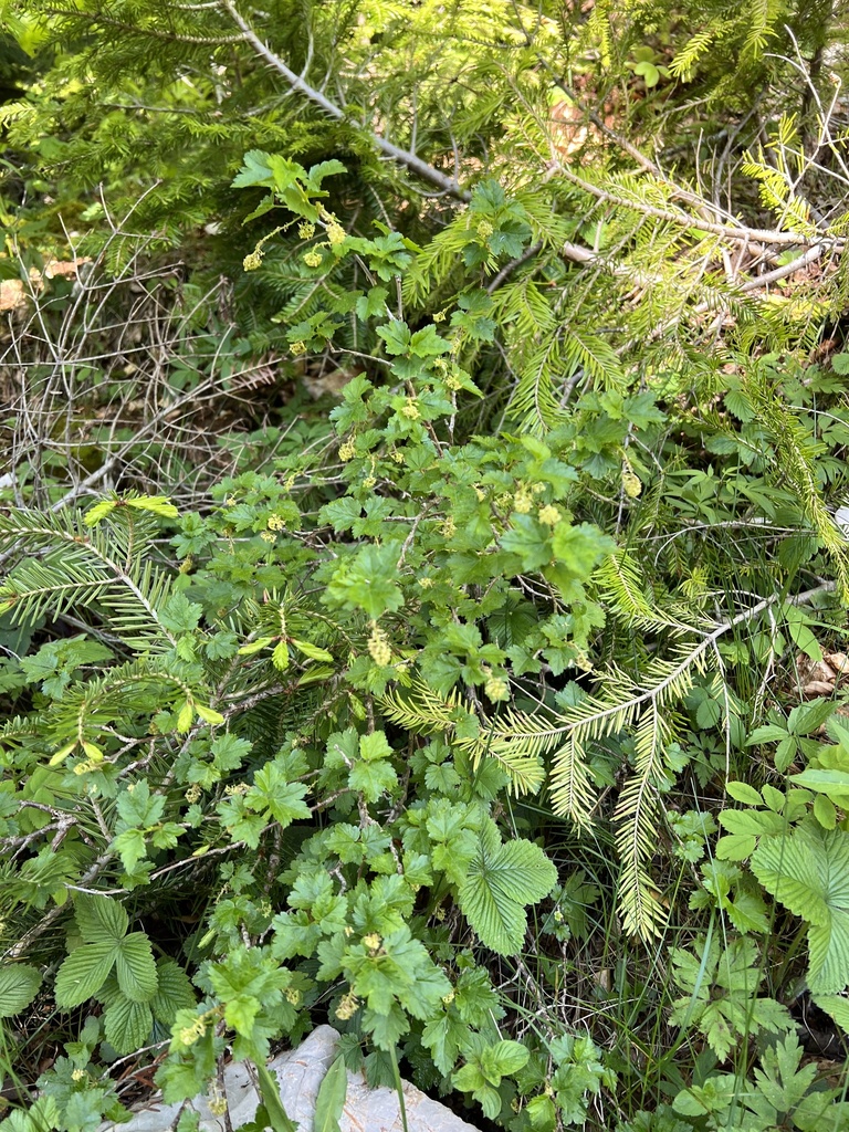 Ribes alpinum, Staza na Veliku Goliju, Grad Livno, Federacija Bosne i Hercegovine, BA