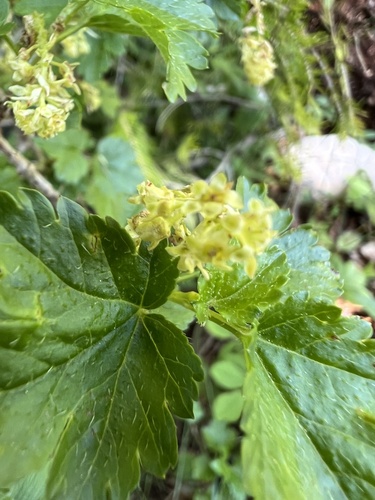 Ribes alpinum