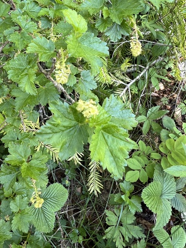 Ribes alpinum