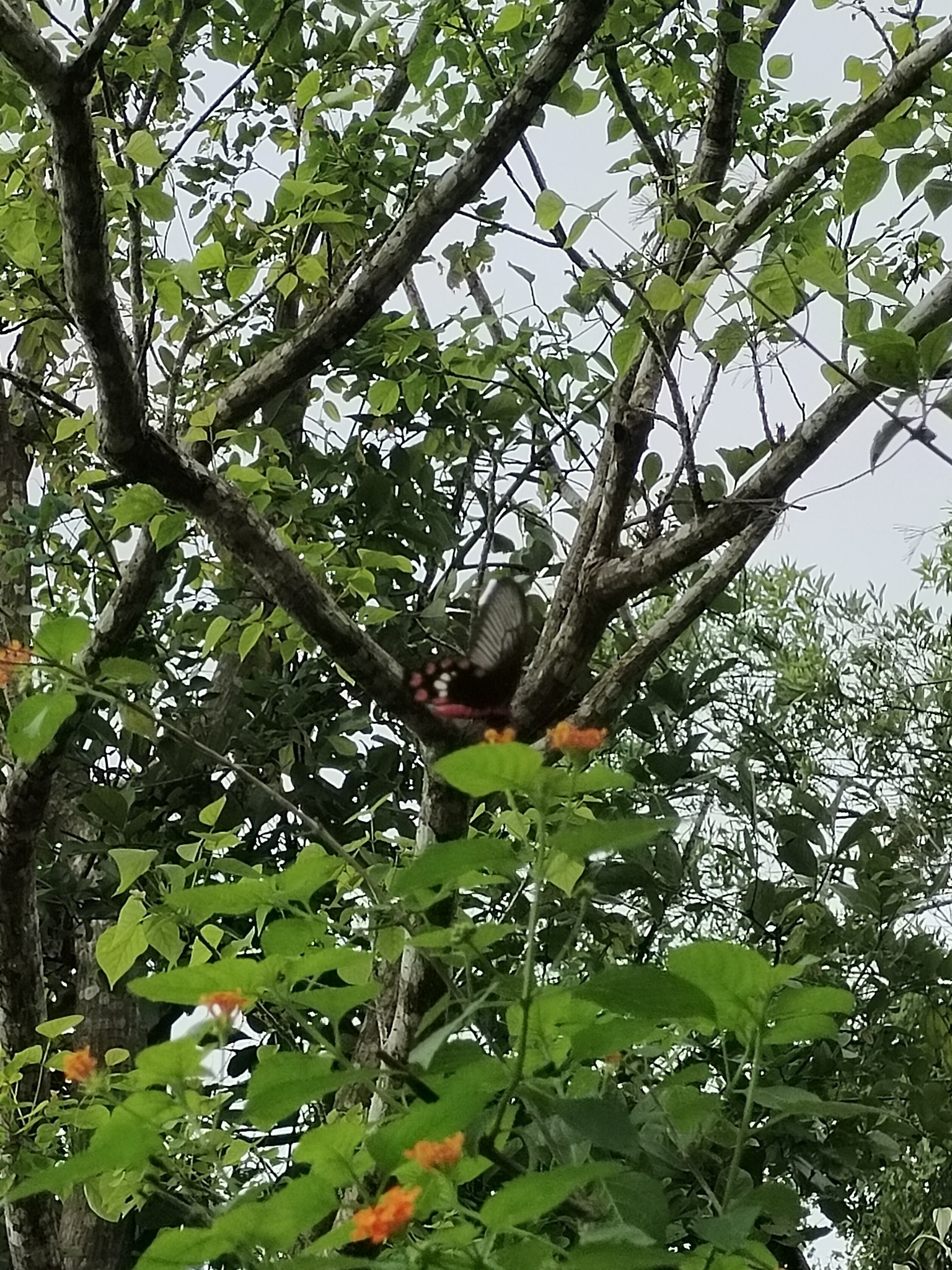 Common Rose