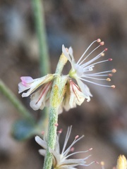 Eriogonum panamintense