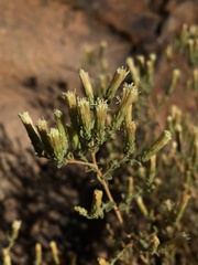 Brickellia microphylla