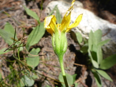 Arnica nevadensis