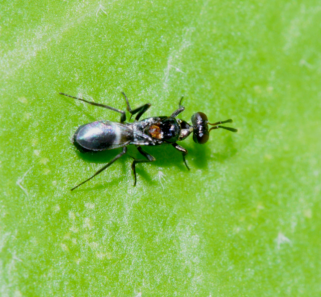 Anastatus bifasciatus