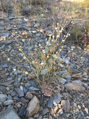 Eriogonum mensicola