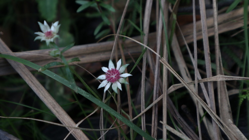 Actinotus forsythii, 2025-05-29