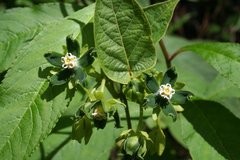 Gonolobus stenosepalus