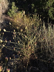 Cordylanthus eremicus eremicus