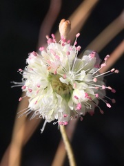 Eriogonum mensicola