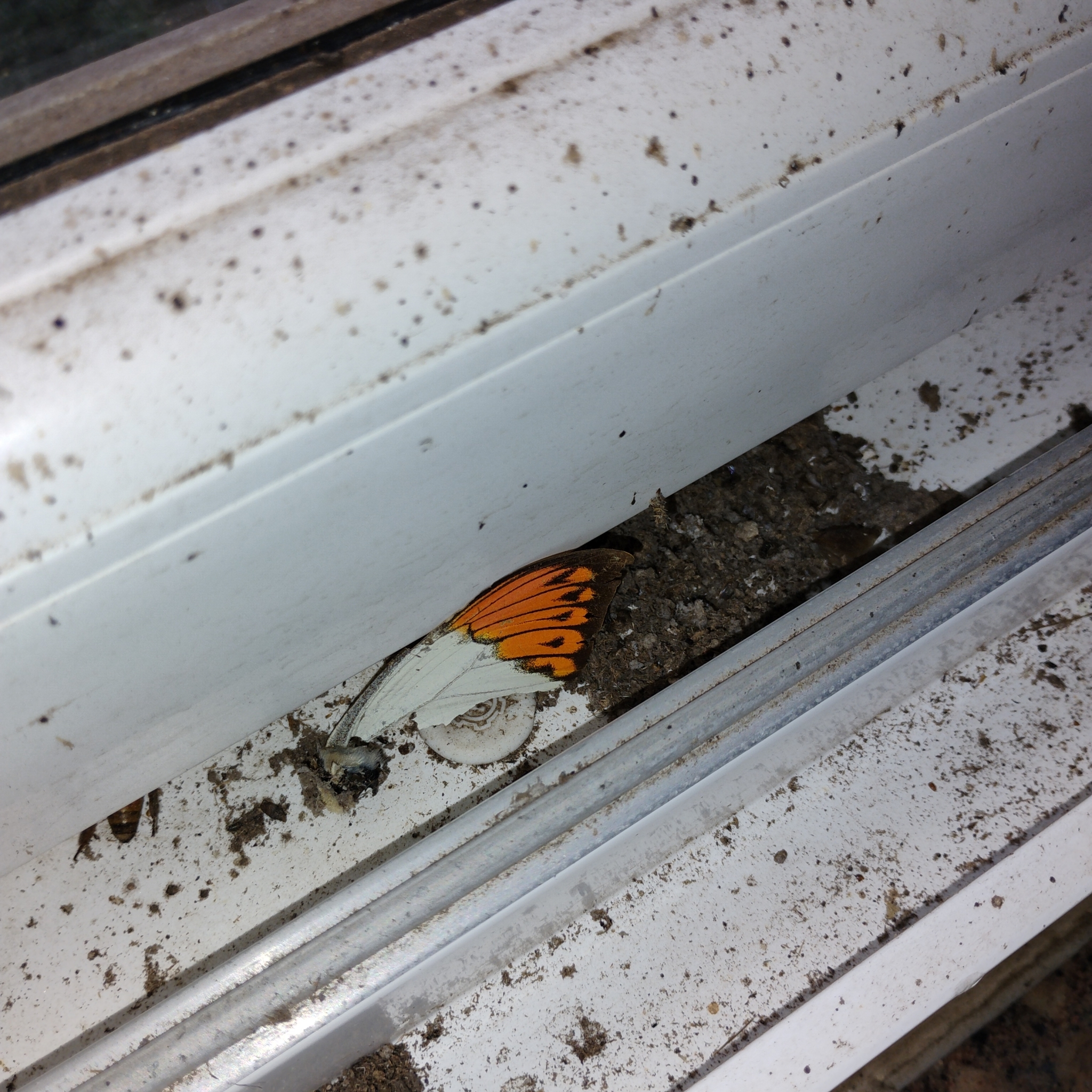 Great Orange-Tip