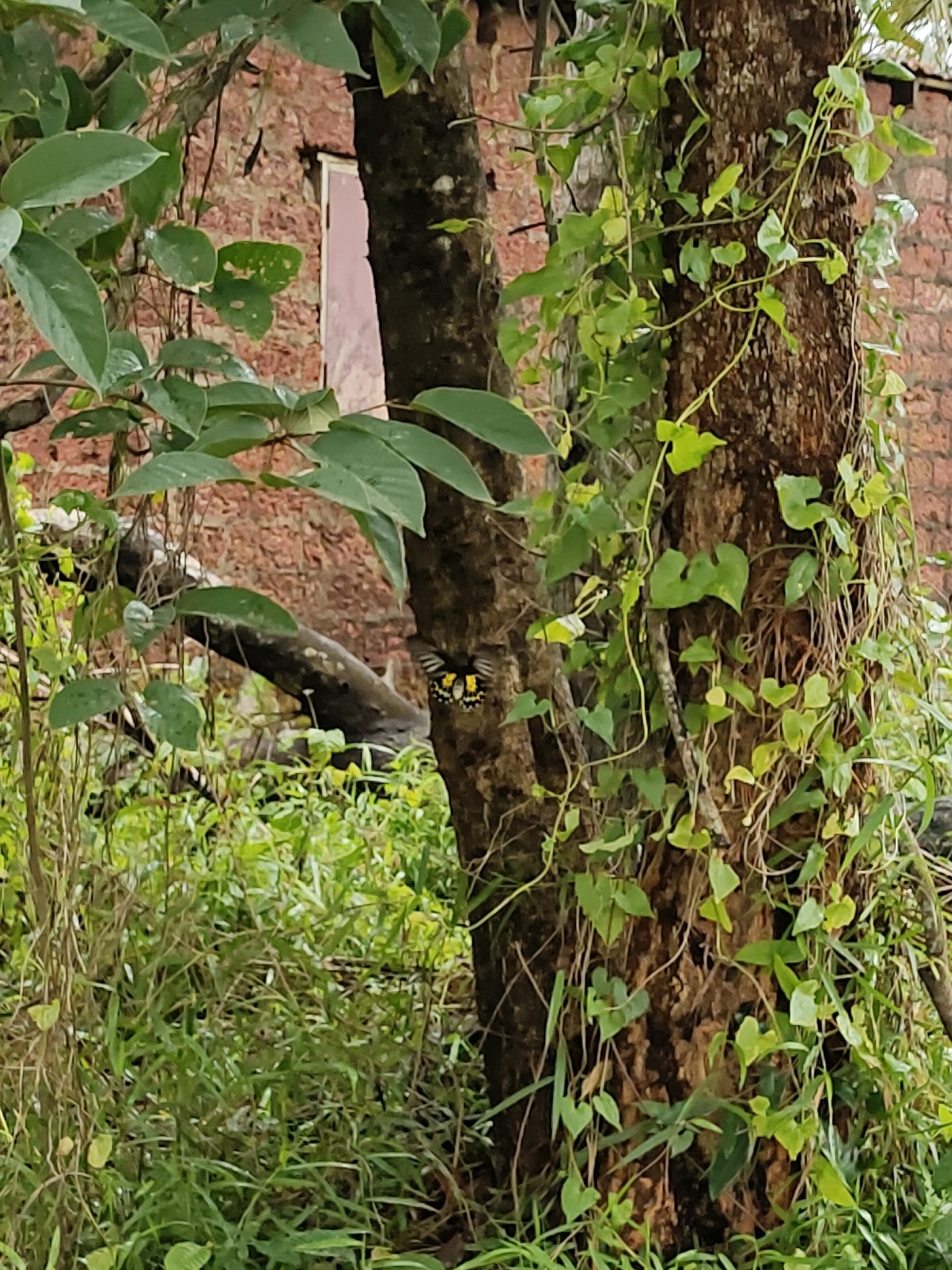 Sahyadri Birdwing