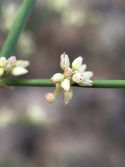 Eriogonum hoffmannii hoffmannii
