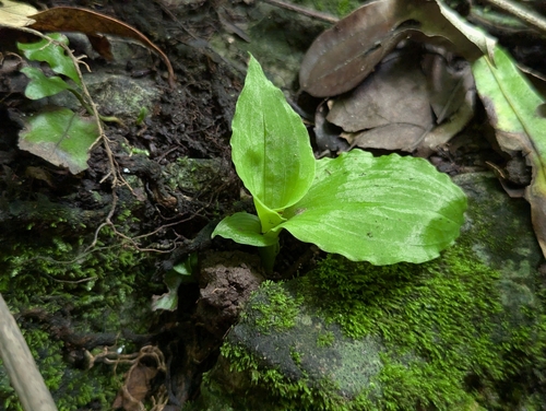 Goodyera foliosa iNat (1)