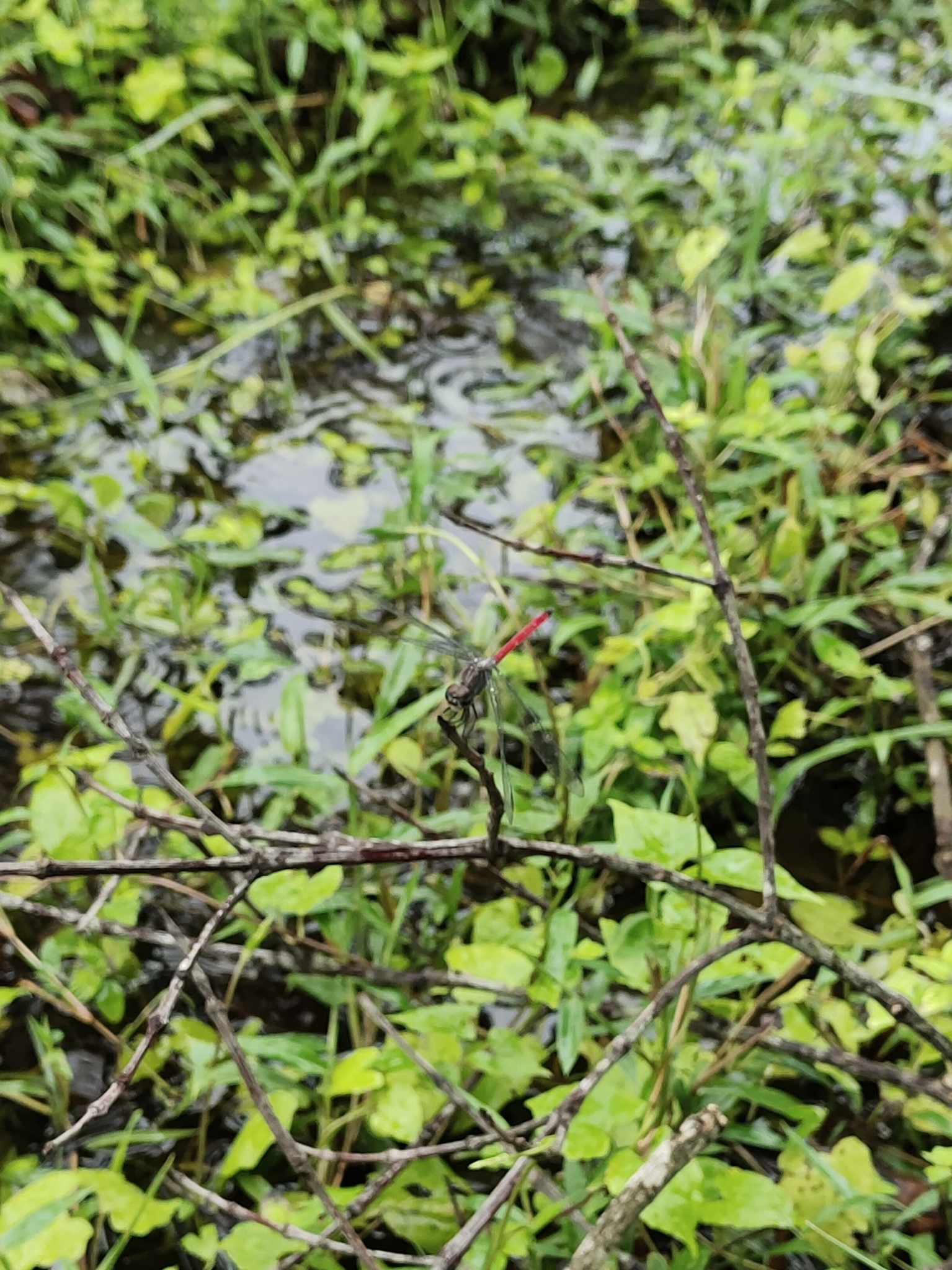 Asiatic Bloodtail