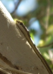 Psammophis trigrammus