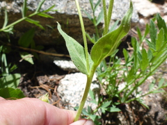 Arnica nevadensis
