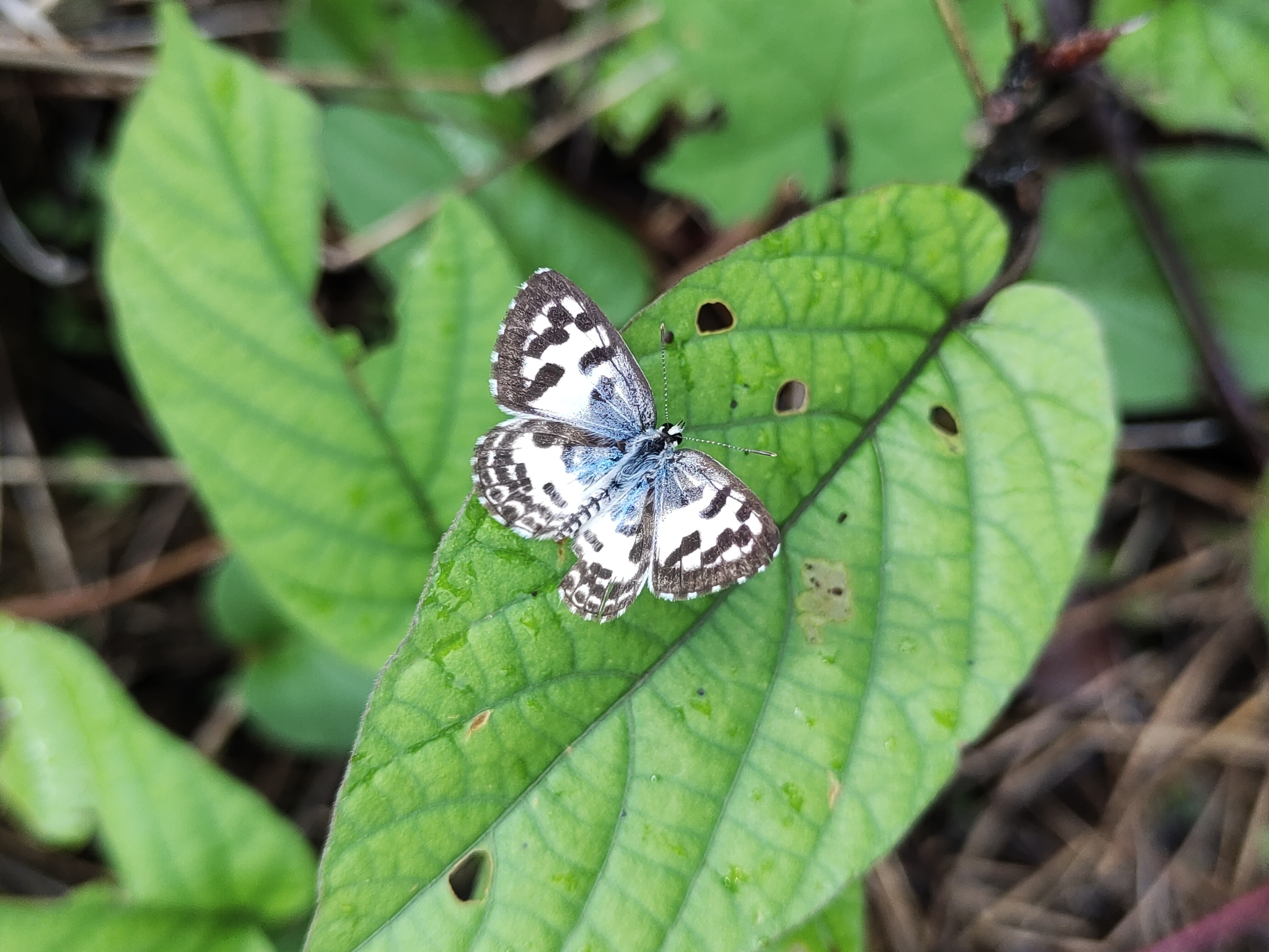 Common Pierrot