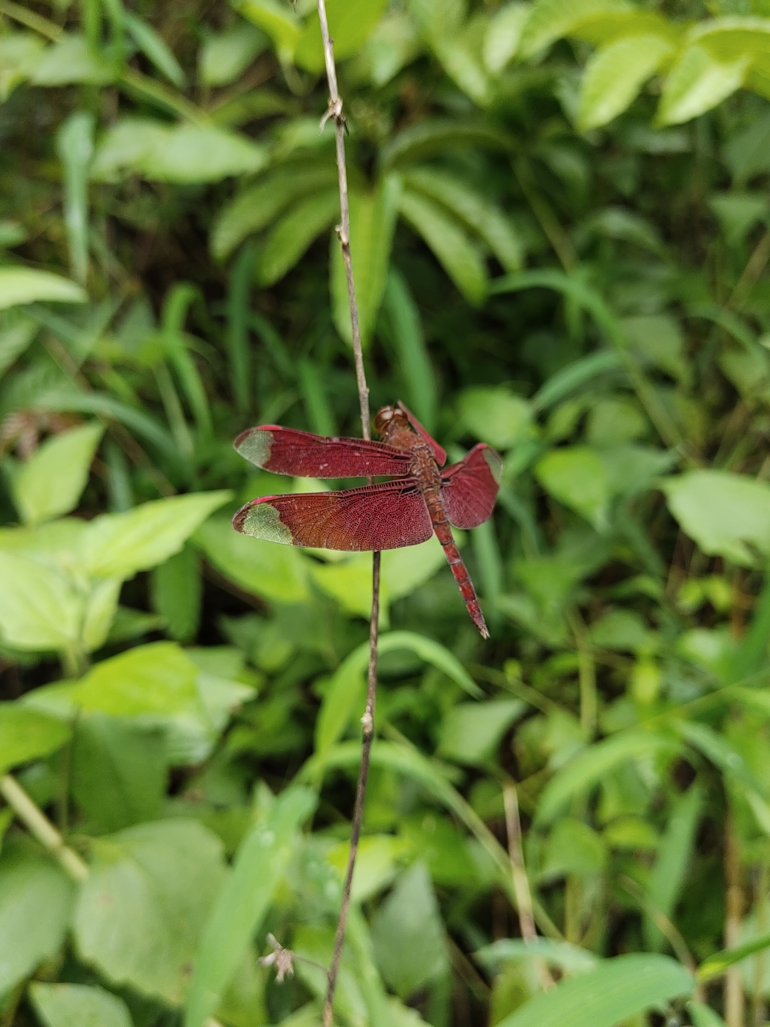 Fulvous Forest Skimmer