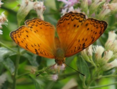 Phalanta eurytis eurytis