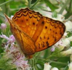 Phalanta eurytis eurytis