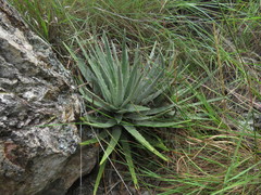 Hechtia pringlei